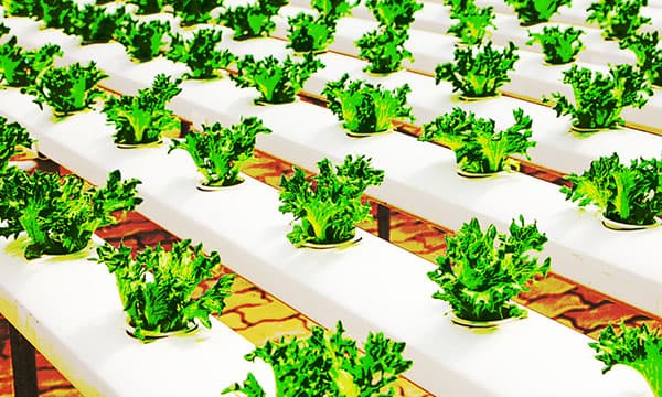 Biotecnologie per la gestione ambientale e l'agricoltura sostenibile (B422) - copertina