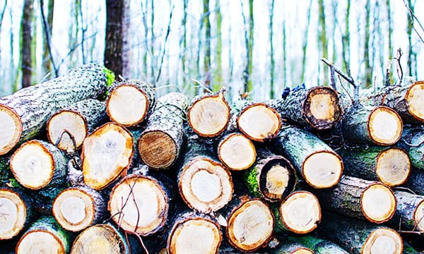 Scienze e Tecnologie dei Sistemi Forestali (B425) - copertina