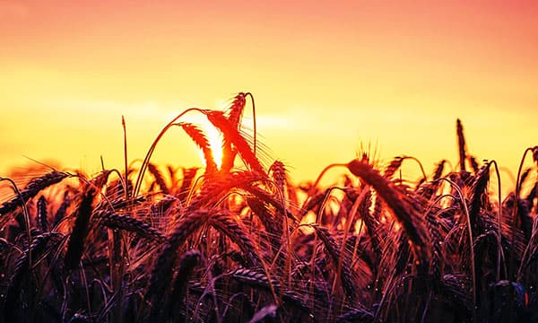 Scienze agrarie (B397) - copertina